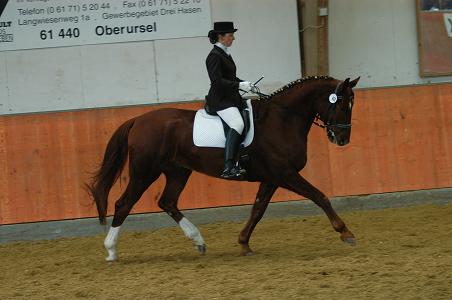 Donner, Bavarian Warmblood